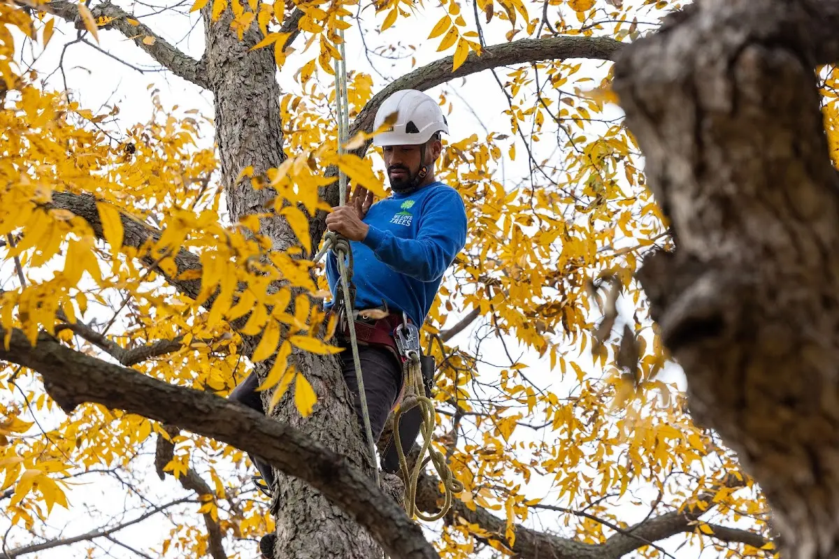 Skilled Storm Damage Cleanup crew working in Big Bear City